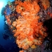 coral_soft_s_gll_v_0117_kom0965.jpg